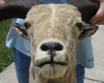 For Sale Aoudad Sheep Shoulder Mount for - $500.00 - Pick Up Only