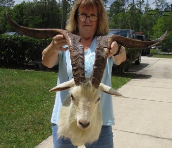 For Sale Goat Shoulder Mount for - $400.00 - Pick Up Only