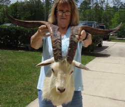 For Sale Goat Shoul...