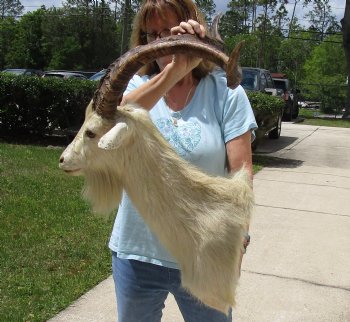 For Sale Goat Shoulder Mount for - $400.00 - Pick Up Only