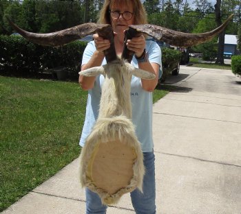 For Sale Goat Shoulder Mount for - $400.00 - Pick Up Only