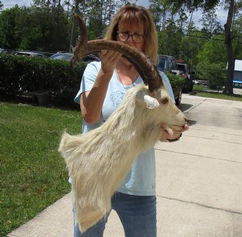 For Sale Goat Shoulder Mount for - $400.00 - Pick Up Only