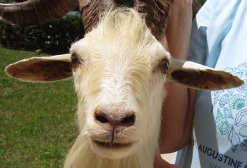 For Sale Goat Shoulder Mount for - $400.00 - Pick Up Only