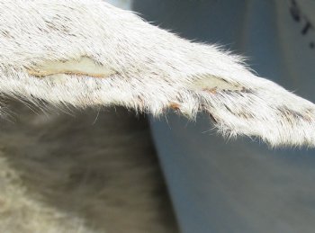 For Sale Goat Shoulder Mount for - $400.00 - Pick Up Only