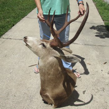 For Sale Mule Deer Shoulder Mount for - $600.00 - Pick Up Only