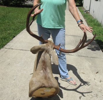 For Sale Mule Deer Shoulder Mount for - $600.00 - Pick Up Only