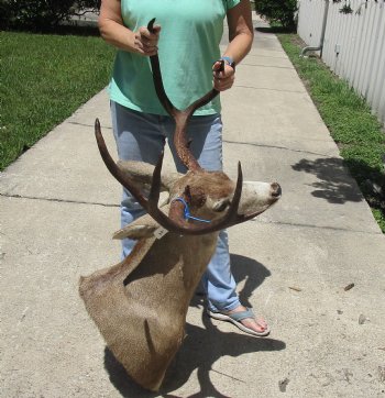 For Sale Mule Deer Shoulder Mount for - $600.00 - Pick Up Only