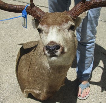 For Sale Mule Deer Shoulder Mount for - $600.00 - Pick Up Only