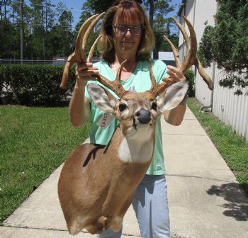 Buy this Whitetail Deer Shoulder Mount for - $600.00 - Pick Up Only