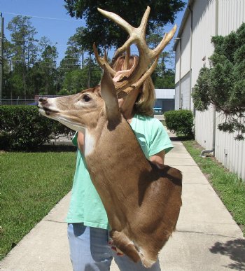 Buy this Whitetail Deer Shoulder Mount for - $600.00 - Pick Up Only