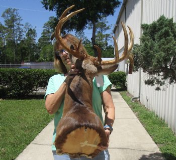 Buy this Whitetail Deer Shoulder Mount for - $600.00 - Pick Up Only