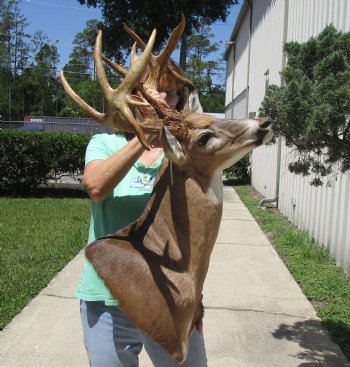 Buy this Whitetail Deer Shoulder Mount for - $600.00 - Pick Up Only