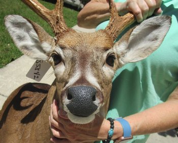 Buy this Whitetail Deer Shoulder Mount for - $600.00 - Pick Up Only