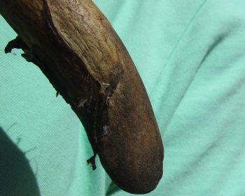 Buy this Whitetail Deer Shoulder Mount for - $600.00 - Pick Up Only