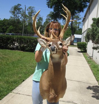 Buy this Whitetail Deer Shoulder Mount for - $800.00 - Pick Up Only