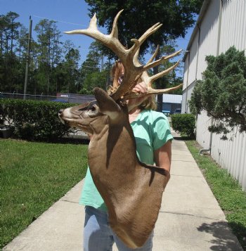 Buy this Whitetail Deer Shoulder Mount for - $800.00 - Pick Up Only
