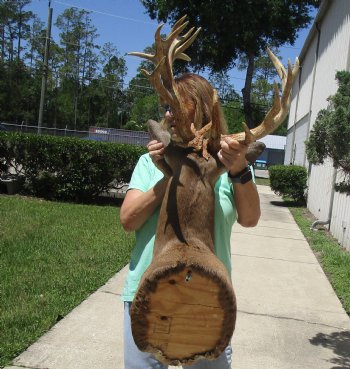 Buy this Whitetail Deer Shoulder Mount for - $800.00 - Pick Up Only