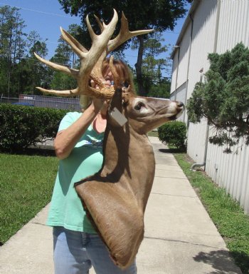Buy this Whitetail Deer Shoulder Mount for - $800.00 - Pick Up Only