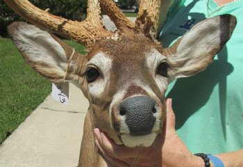 Buy this Whitetail Deer Shoulder Mount for - $800.00 - Pick Up Only