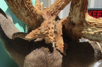 Buy this Whitetail Deer Shoulder Mount for - $800.00 - Pick Up Only