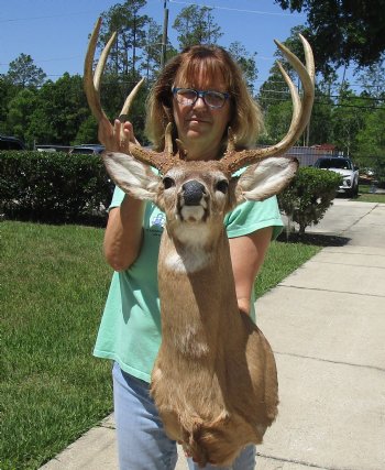 Buy this Whitetail Deer Shoulder Mount for - $400.00 - Pick Up Only