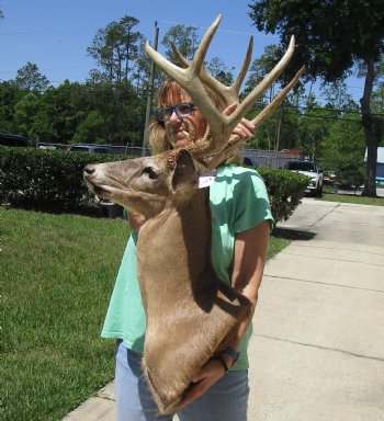 Buy this Whitetail Deer Shoulder Mount for - $400.00 - Pick Up Only