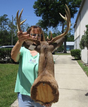 Buy this Whitetail Deer Shoulder Mount for - $400.00 - Pick Up Only