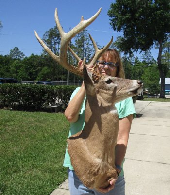 Buy this Whitetail Deer Shoulder Mount for - $400.00 - Pick Up Only