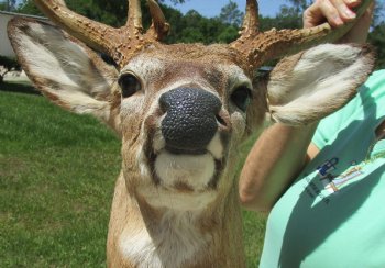 Buy this Whitetail Deer Shoulder Mount for - $400.00 - Pick Up Only