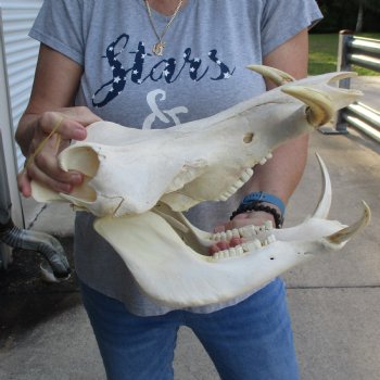 13 inch long African Warthog Skull for sale with 6 inch Ivory tusks - $145