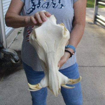 13 inch long African Warthog Skull for sale with 6 inch Ivory tusks - $145
