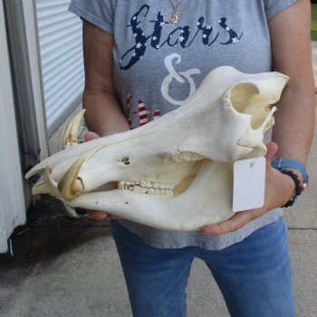 13 inch long African Warthog Skull for sale with 6 inch Ivory tusks - $145