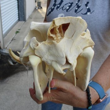 13 inch long African Warthog Skull for sale with 6 inch Ivory tusks - $145