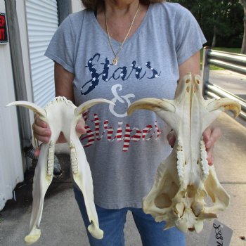 13 inch long African Warthog Skull for sale with 6 inch Ivory tusks - $145