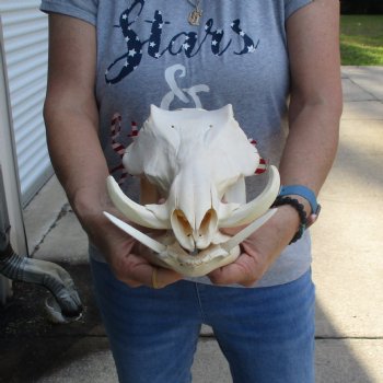 12 inch long African Warthog Skull for sale with 4 & 5 inch Ivory tusks - $115
