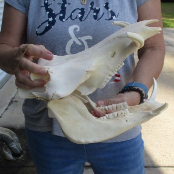12 inch long African Warthog Skull for sale with 4 & 5 inch Ivory tusks - $115