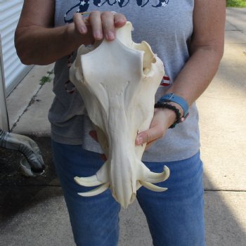 12 inch long African Warthog Skull for sale with 4 & 5 inch Ivory tusks - $115