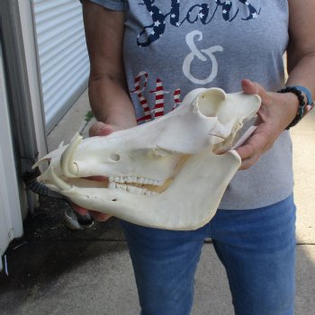 12 inch long African Warthog Skull for sale with 4 & 5 inch Ivory tusks - $115