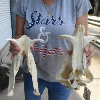 12 inch long African Warthog Skull for sale with 4 & 5 inch Ivory tusks - $115