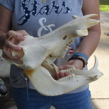 12 inch long African Warthog Skull for sale with 5 inch Ivory tusks - $115