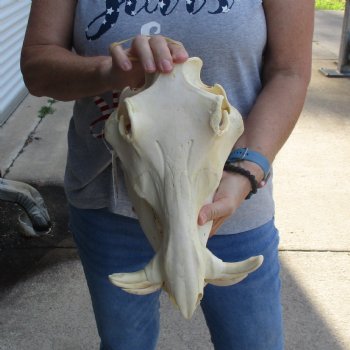12 inch long African Warthog Skull for sale with 5 inch Ivory tusks - $115