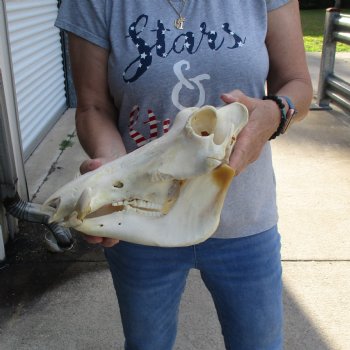12 inch long African Warthog Skull for sale with 5 inch Ivory tusks - $115