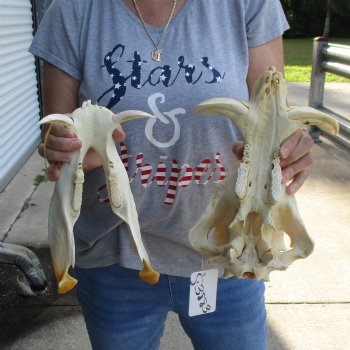 12 inch long African Warthog Skull for sale with 5 inch Ivory tusks - $115