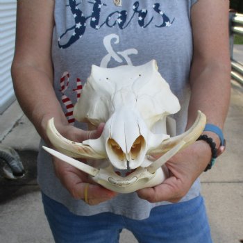 12 inch long African Warthog Skull for sale with 4 to 5 inch Ivory tusks - $115