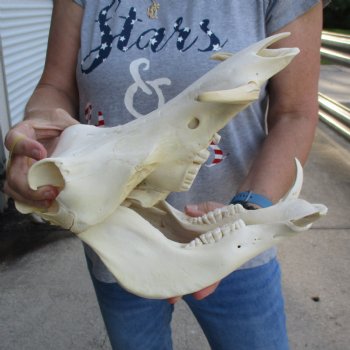 12 inch long African Warthog Skull for sale with 4 to 5 inch Ivory tusks - $115