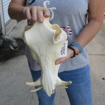 12 inch long African Warthog Skull for sale with 4 to 5 inch Ivory tusks - $115