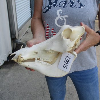 12 inch long African Warthog Skull for sale with 4 to 5 inch Ivory tusks - $115