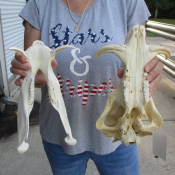 12 inch long African Warthog Skull for sale with 4 to 5 inch Ivory tusks - $115