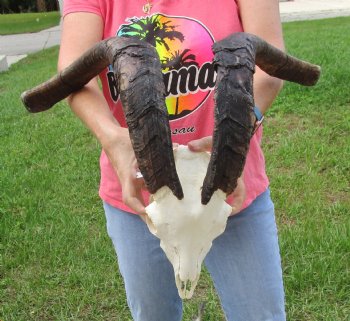 Buy this African Goat Skull with 23 & 24 inch horns for $150