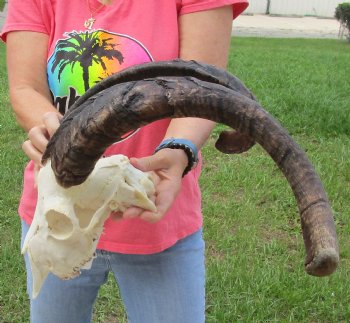 Buy this African Goat Skull with 23 & 24 inch horns for $150